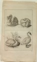 Four Studies of Swans