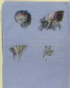 Recto: Four Studies of Clover Blossoms. Verso: Two rough Studies of Clover Blossoms