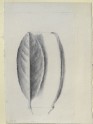 Laurel Leaf, seen Underneath and in Profile