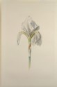 Fleur-de-Lys ('Iris Florentina')