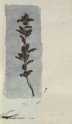Drawing of a Branch of Oak from Cima's "Saint John the Baptist with Saints Peter, Mark, Jerome and Paul"