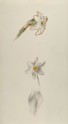 Three Studies of Narcissus ('Field Narcissus of the Alps')