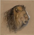 A Lion's Profile, from Life