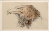 The Head of a common Golden Eagle, from Life (Ruskin, John - The Head of a common Golden Eagle, from Life)