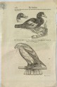 Recto: A Duck and a Sea Eagle. Verso: An Indian Duck