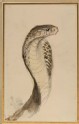 Profile of a Cobra, drawn from Life