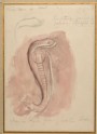Study of a Cobra about to strike, from an Egyptian Relief (Ruskin, John - Study of a Cobra about to strike, from an Egyptian Relief)
