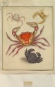 Crustacea: Genus Cancer, Genus Dorippe, Genus Dormio
