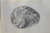 Study of Light and Shade on a Shell