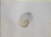 Study of a Paper Nautilus Shell
