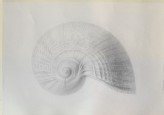Recto: Enlarged Study of a Haliotis Shell; Verso: A rough Outline of a Haliotis Shell
