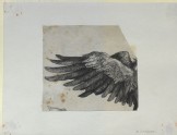 Nemesis' wing (Dürer, Albrecht - Nemesis' wing)