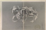 Engraving of John Ruskin's Drawing of the Dryad's Crown: Oak Leaves in Autumn
