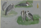 Three Studies of Marabou Storks