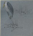 Three Studies of a Marabou Stork