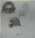 Three Studies of Birds