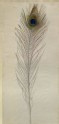 Study of a Peacock's Feather