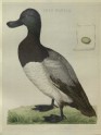 A Greater Scaup