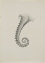 Recto: Enlarged Study of the Tail of a Sea-horse. Verso: A rough Outline of the Tail of a Sea-horse