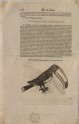 Recto: A Toucan
Verso: A Vulture