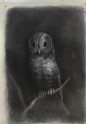 Owl, copied from a Photograph of Mantegna's Fresco of "The Martyrdom of Saint James" in the Church of Eremitani, Padua