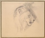 Sketch of the Head of a living Lion