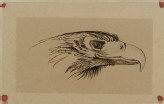 Sketch of the head of a living eagle