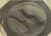Enlarged Photograph of an Eagle's Head on a Greek Coin from Elis