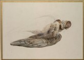 Study of a Dead Dove