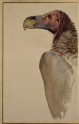 Study of a Vulture's Head