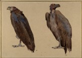 Two Studies of Vultures