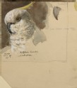 Studies of the Head and the Bill of a Sulphur-crested Cockatoo