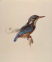 Study of a Kingfisher, with dominant Reference to Colour
