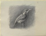Study of a Kingfisher, with dominant Reference to Shade