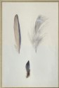 Enlarged Studies of the Feathers of a Kingfisher's Wing and Head, and a Study of a Group of the Wing Feathers, real Size