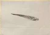 Study of a Swallow's Wing