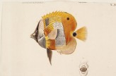 A Goldengirdled Coralfish