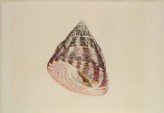 Study of a Shell