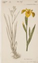 The Golden Iris (Iris Pseudo-acorus) (from the Floræ Danicæ)