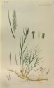 A Grass (from the Floræ Danicæ)