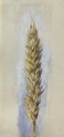 Study of an Ear of Wheat: Side View, magnified