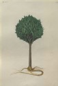Drawing of an Illustration in the "Herbal of Benedetto Rin", showing a Tamarind Tree ("Arbor de Tamarindis")