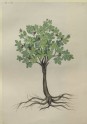 Drawing of an Illustration in the "Herbal of Benedetto Rin", showing a Fig Tree ("Ficus")