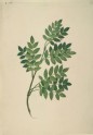 Drawing of an Illustration in the "Herbal of Benedetto Rino", showing a Spray of Ash ("Fraxinus")