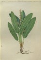 Drawing of an Illustration in the "Herbal of Benedetto Rin", showing a Sorrel Plant ("Lapathus cauterinus")