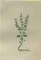Drawing of an Illustration in the "Herbal of Benedetto Rin", showing a "Cameropa" Plant