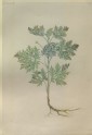 Drawing of an Illustration in the "Herbal of Benedetto Rin", showing a Wormwood Plant ("Absanthius")