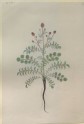 Drawing of an Illustration in the "Herbal of Benedetto Rin", showing a Pimpernel Plant ("Pinpinella")