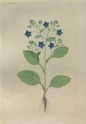 Drawing of an Illustration in the "Herbal of Benedetto Rin", showing a Borage Plant ("Borago")