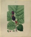Study of Mulberry